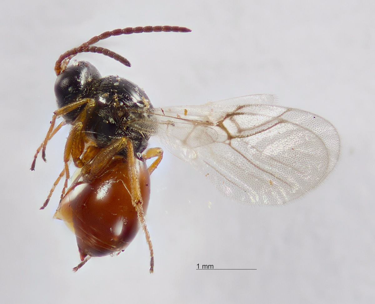 Xestophanes potentillae (Xestophanes potentillae)