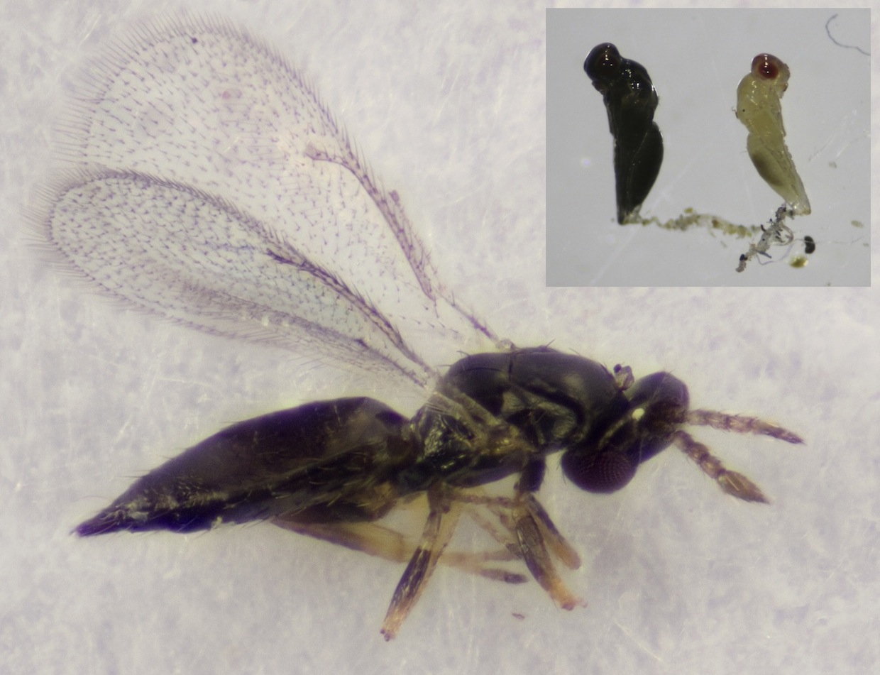 Aprostocetus eriophyes (Aprostocetus eriophyes)