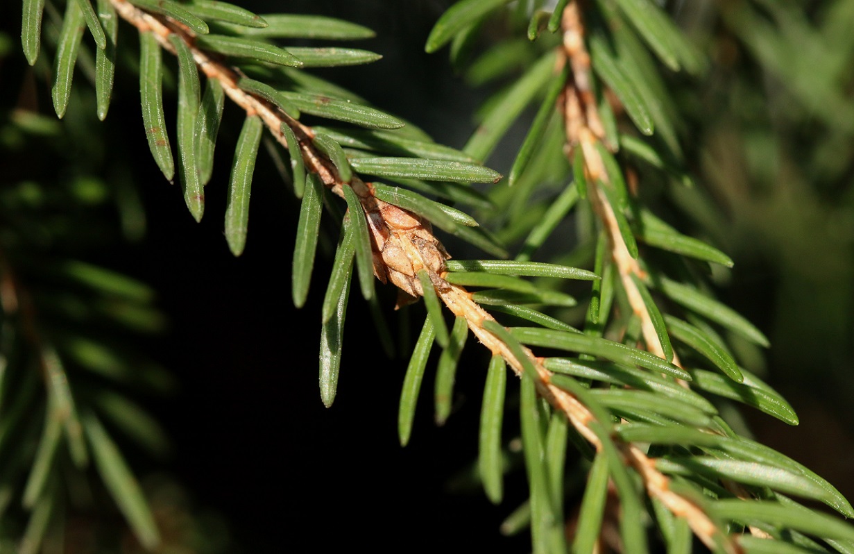 Piceacecis abietiperda (Piceacecis abietiperda)