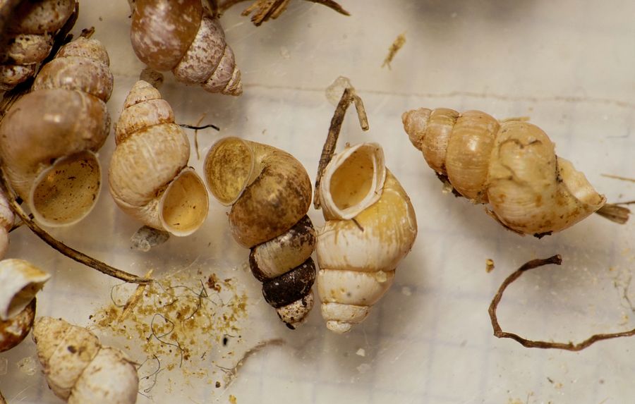 Buttet Dyndsnegl (Ecrobia ventrosa)