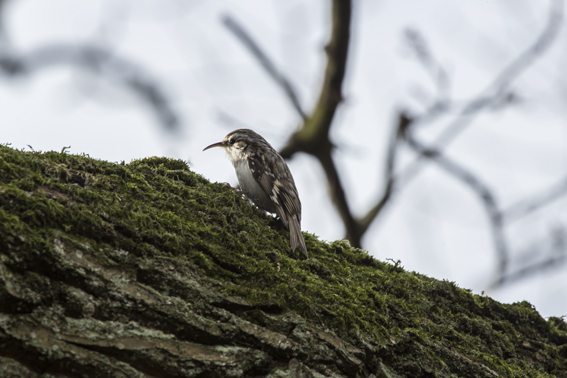 Træløber/Korttået Træløber (Certhia familiaris/brachydactyla)