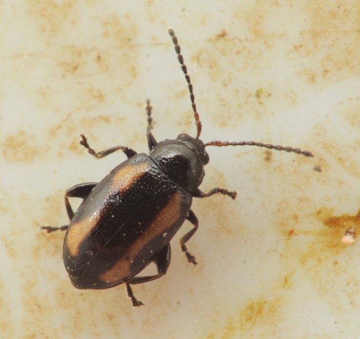 Phyllotreta flexuosa (Phyllotreta flexuosa)
