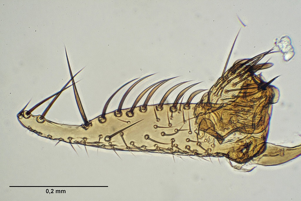 Mycetophila britannica (Mycetophila britannica)