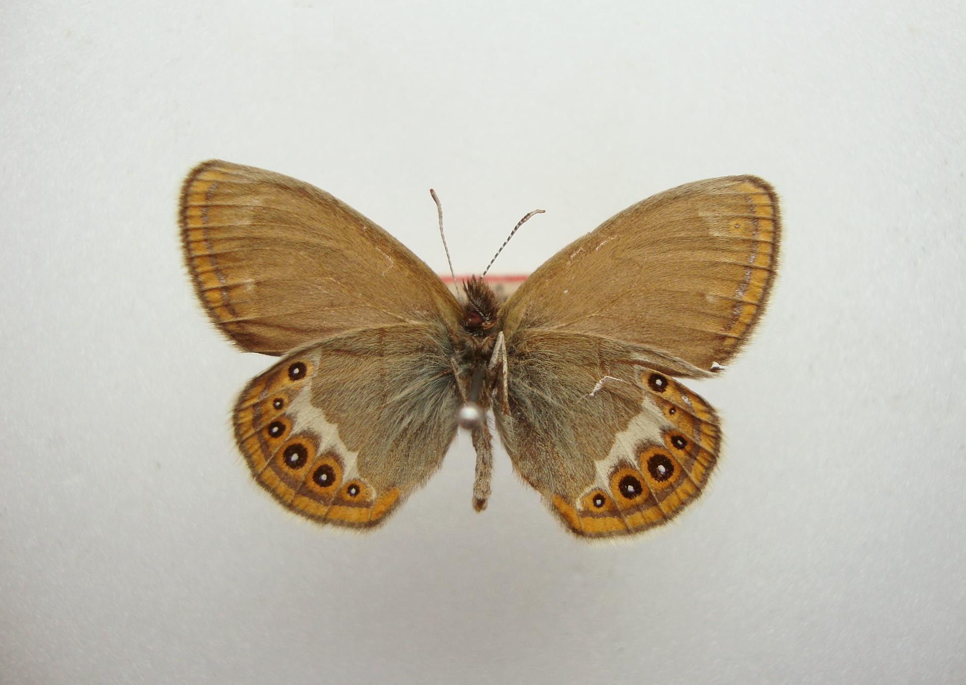 Herorandøje (Coenonympha hero)