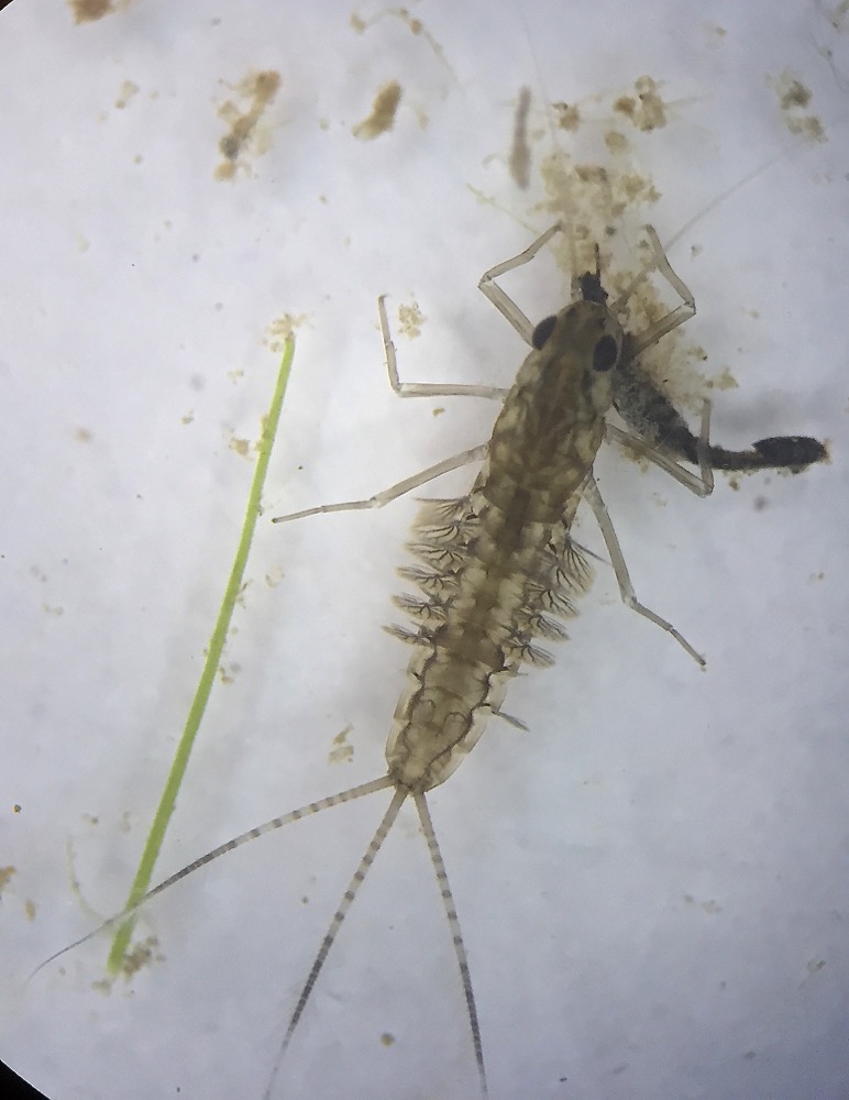 Brun sødøgnflue (Cloeon simile)