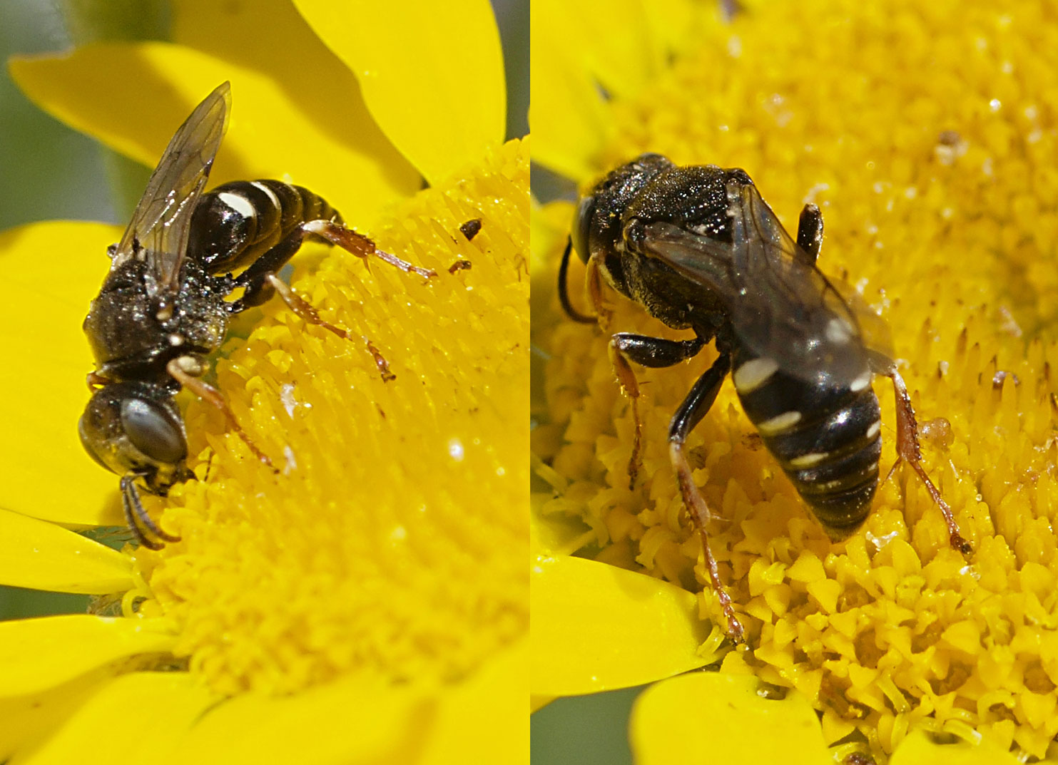Oxybelus uniglumis (Oxybelus uniglumis)