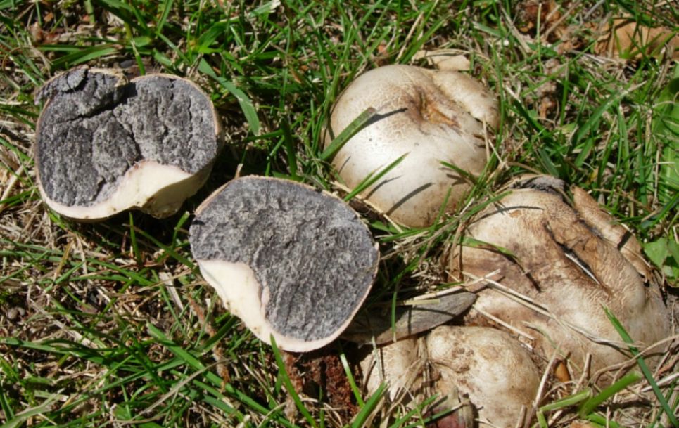 Bovist-Bruskbold (Scleroderma bovista)