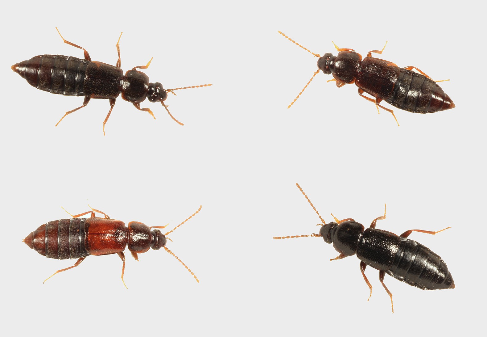 Arpedium brachypterum (Arpedium brachypterum)