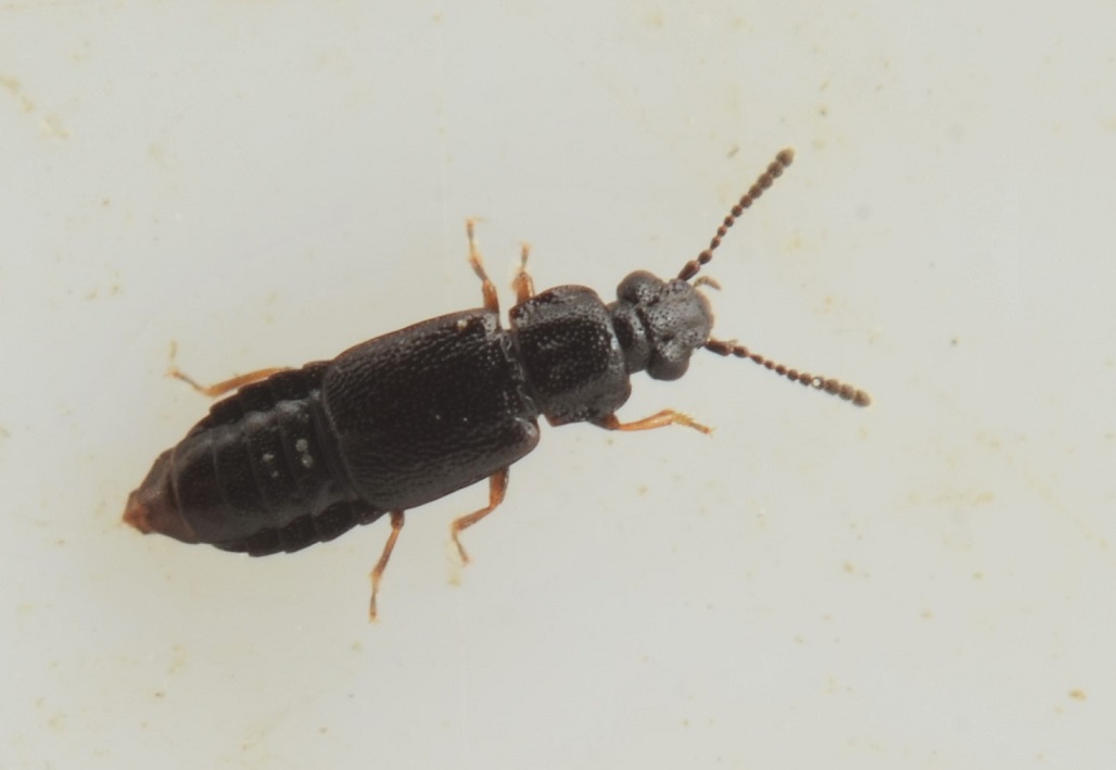 Omalium exiguum (Omalium exiguum)