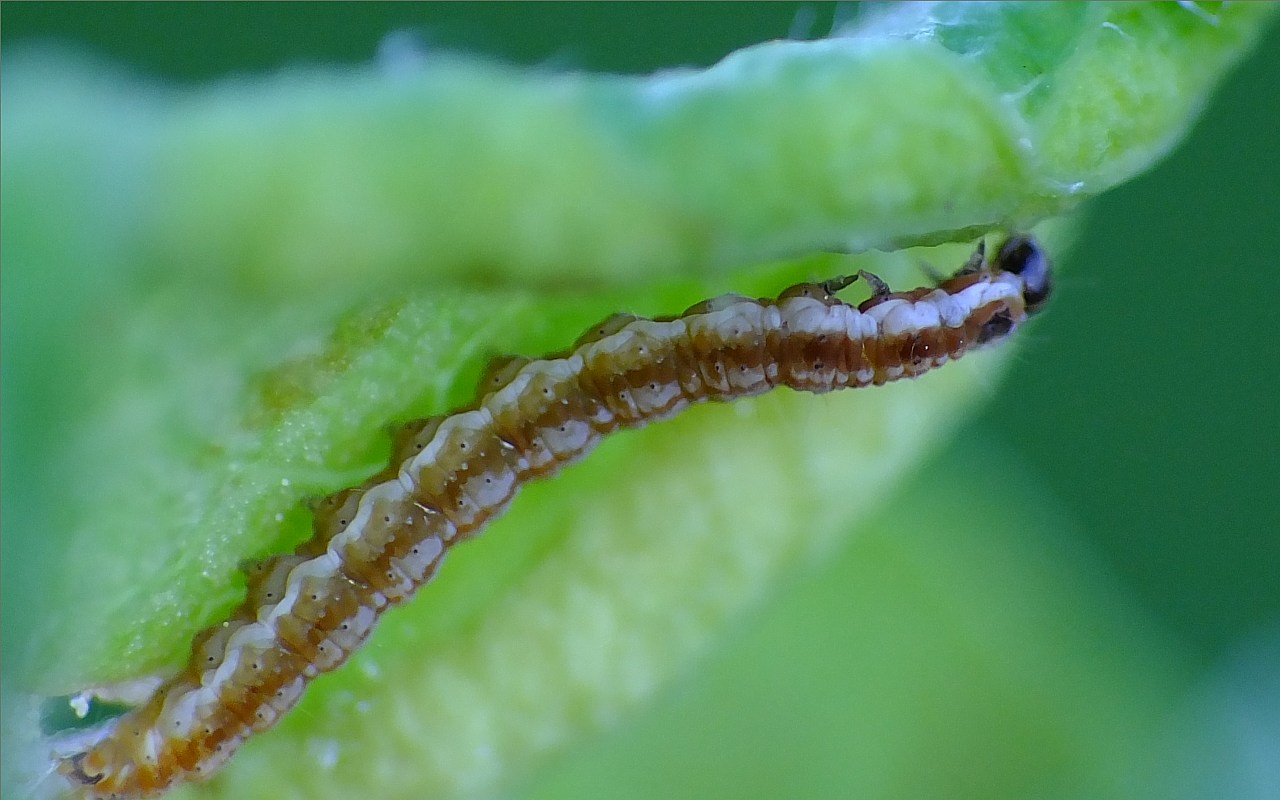 Swammerdamia compunctella (Swammerdamia compunctella)