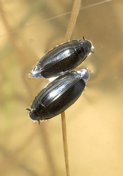 Gyrinus caspius (Gyrinus caspius)