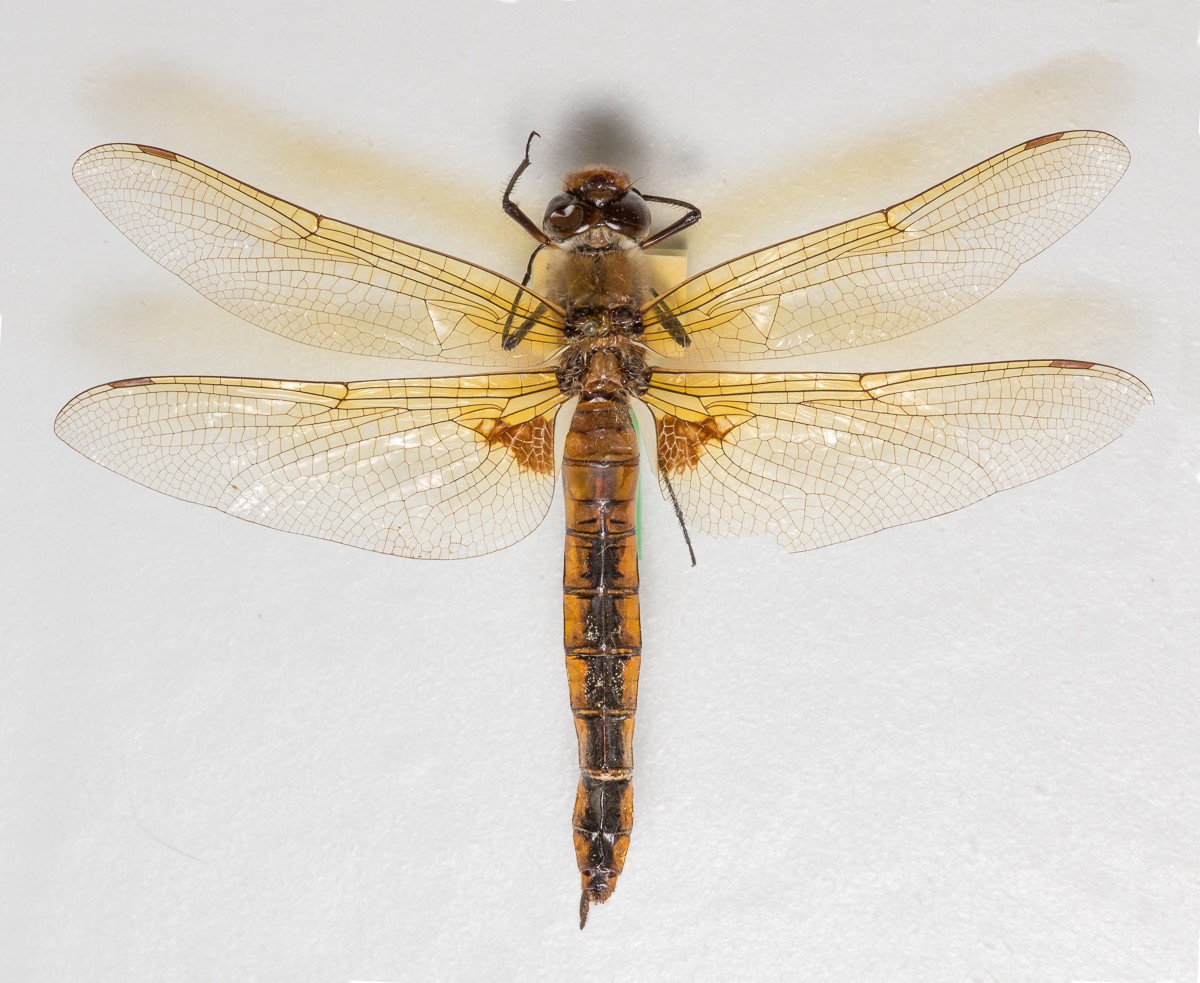 Toplettet Falkelibel (Epitheca bimaculata)