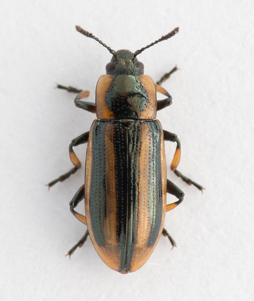 Prasocuris phellandrii (Prasocuris phellandrii)