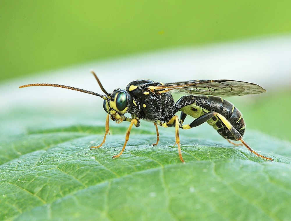 Exenterus abruptorius (Exenterus abruptorius)