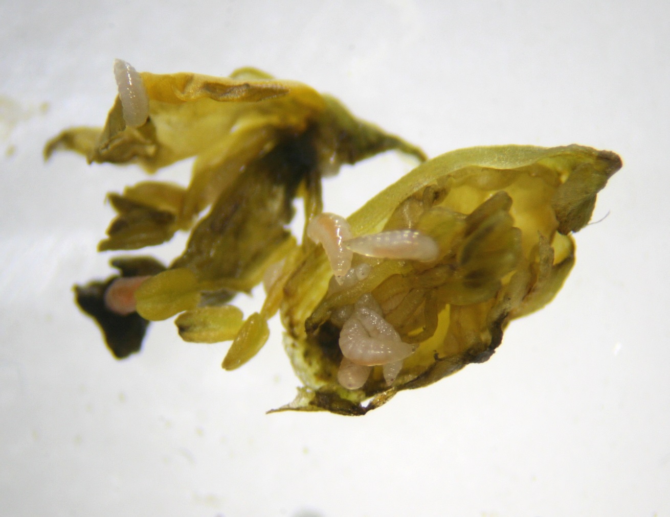 Svaleurtgalmyg (Jaapiella chelidonii)