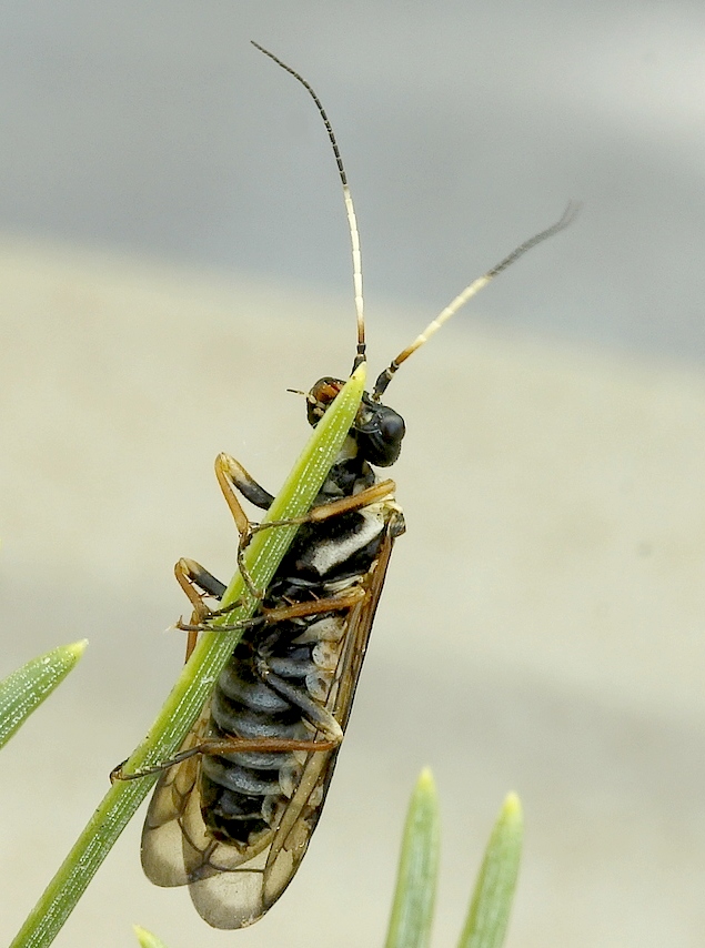 Cephalcia alpina (Cephalcia alpina)