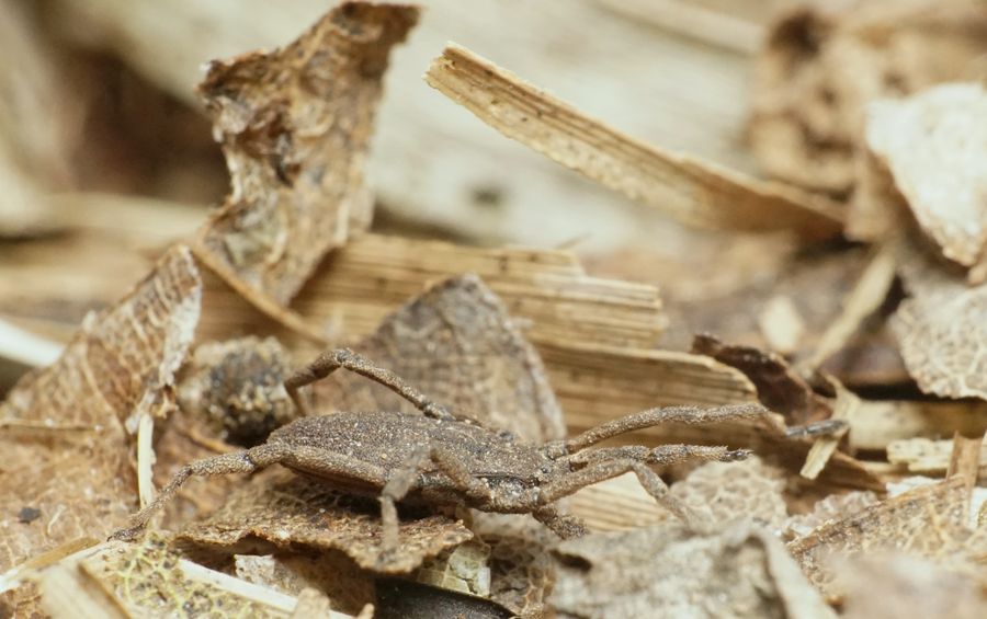 Sneglemejer (Trogulus tricarinatus)