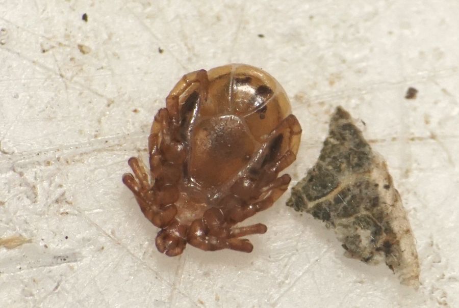 Pholeoixodes hexagonus (Pholeoixodes hexagonus)