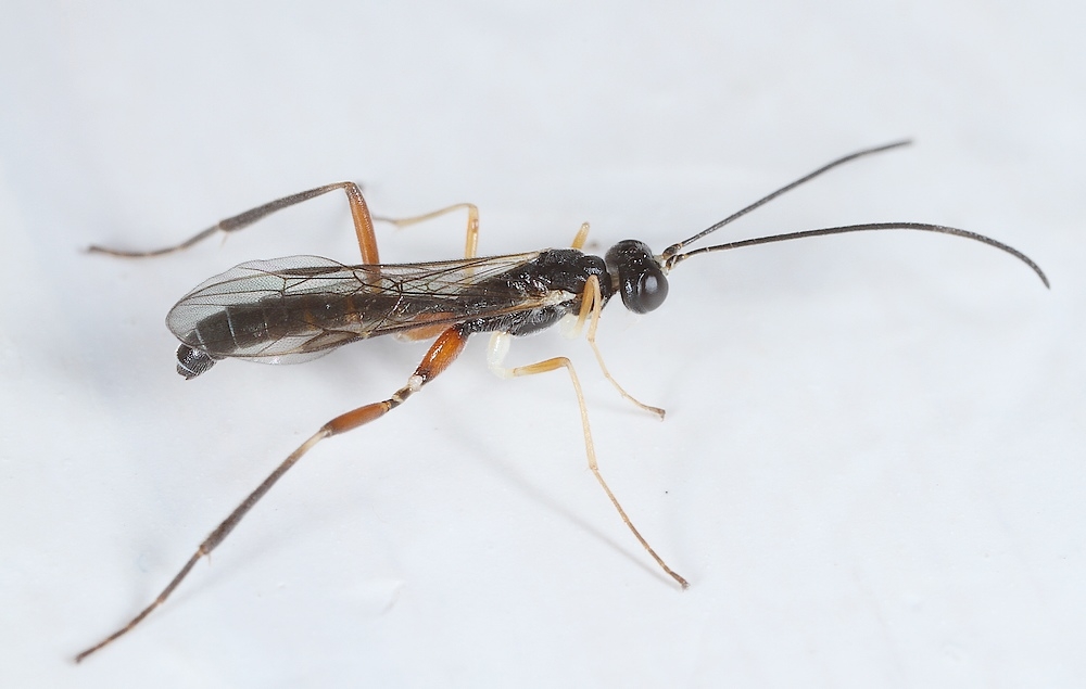 Deuteroxorides elevator (Deuteroxorides elevator)