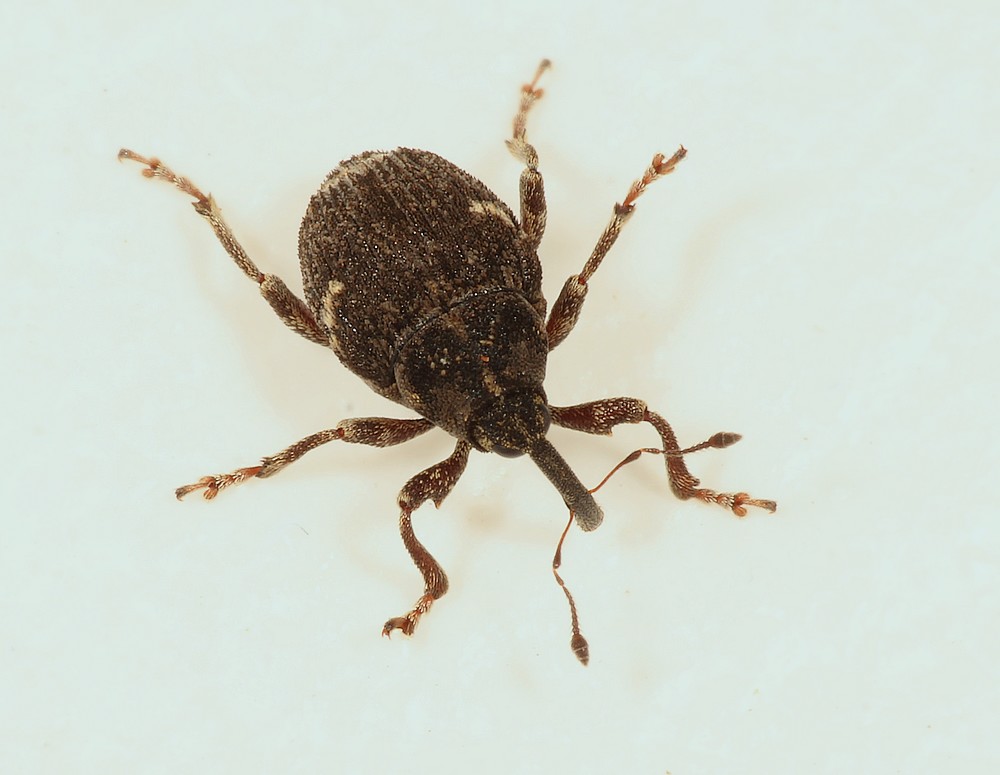 Thamiocolus viduatus (Thamiocolus viduatus)