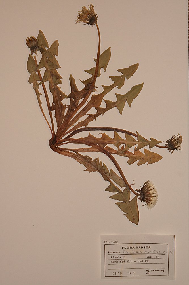 Blågrønlig Vejmælkebøtte (Taraxacum subglaucescens)