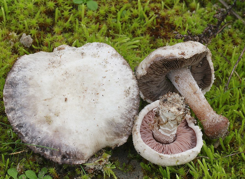 Klit-Champignon (Agaricus devoniensis)