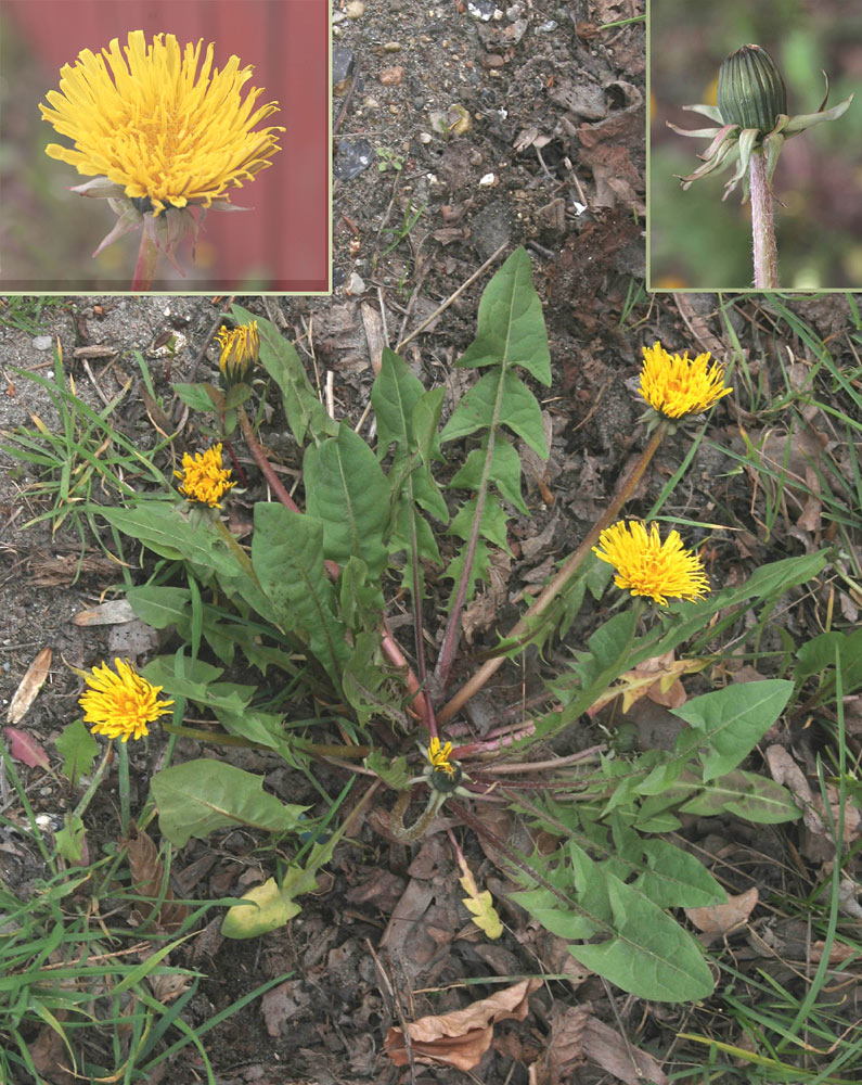 Tysk Nordmælkebøtte (Taraxacum ampelophytum)