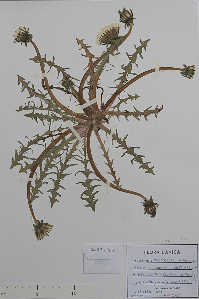 Skær Sandmælkebøtte (Taraxacum frondatum)