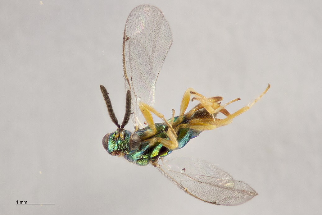 Torymus rubi (Torymus rubi)