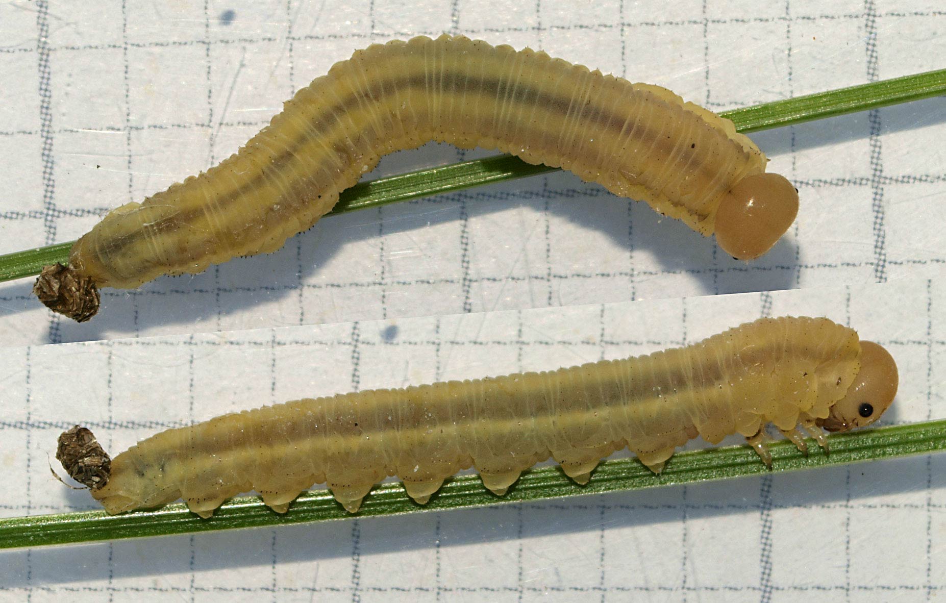 Dolerus niger (Dolerus niger)