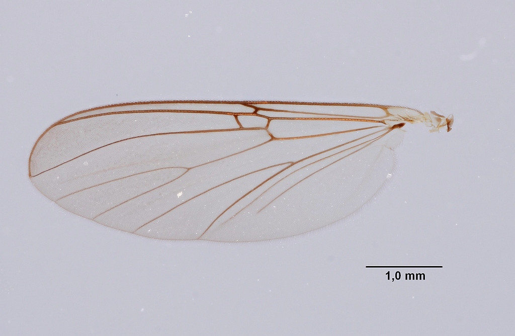 Mycomya cinerascens (Mycomya cinerascens)