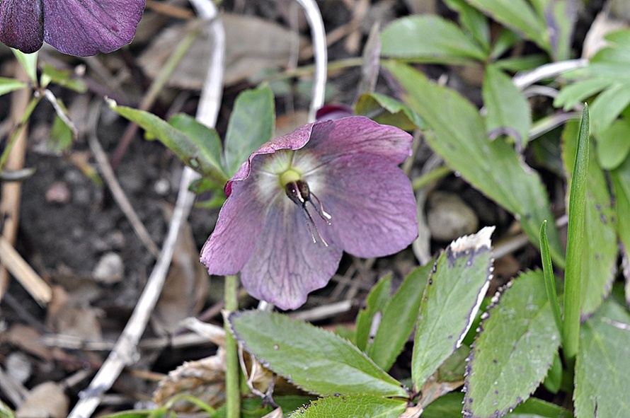 Storblomstret Julerose (Helleborus orientalis ssp. orientalis)