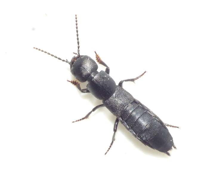 Ocypus nero (Ocypus nero)