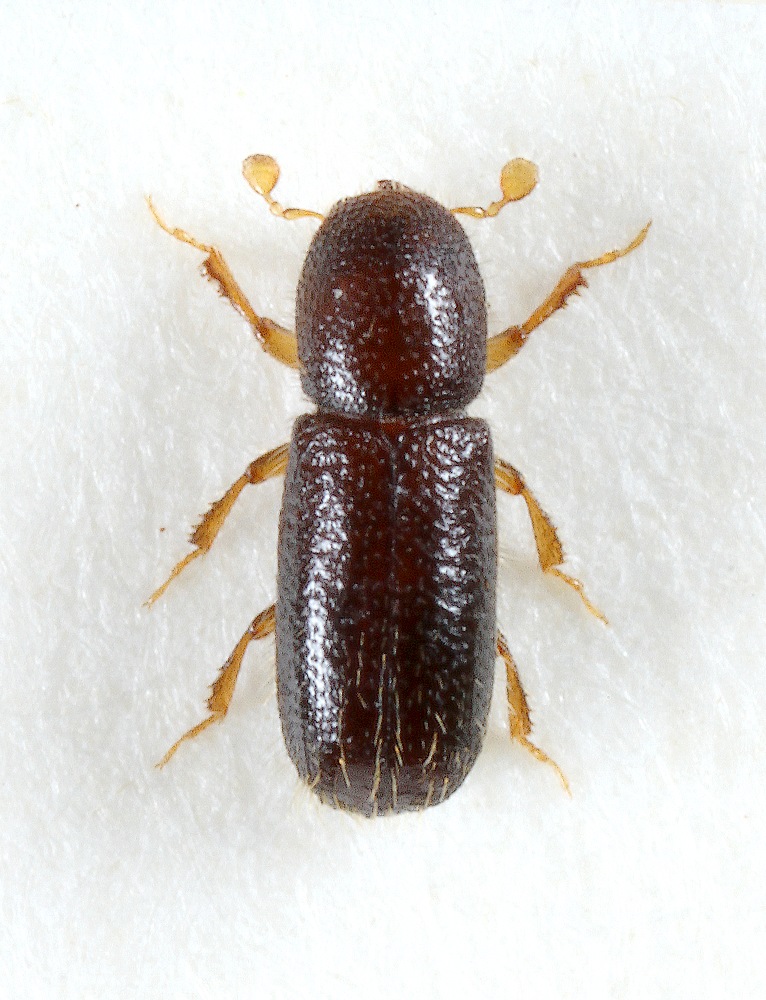 Lymantor coryli (Lymantor coryli)