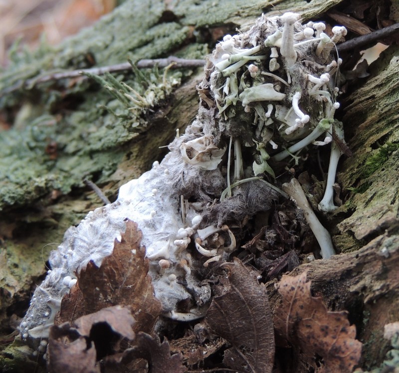 Fjersvamp (Onygena corvina)