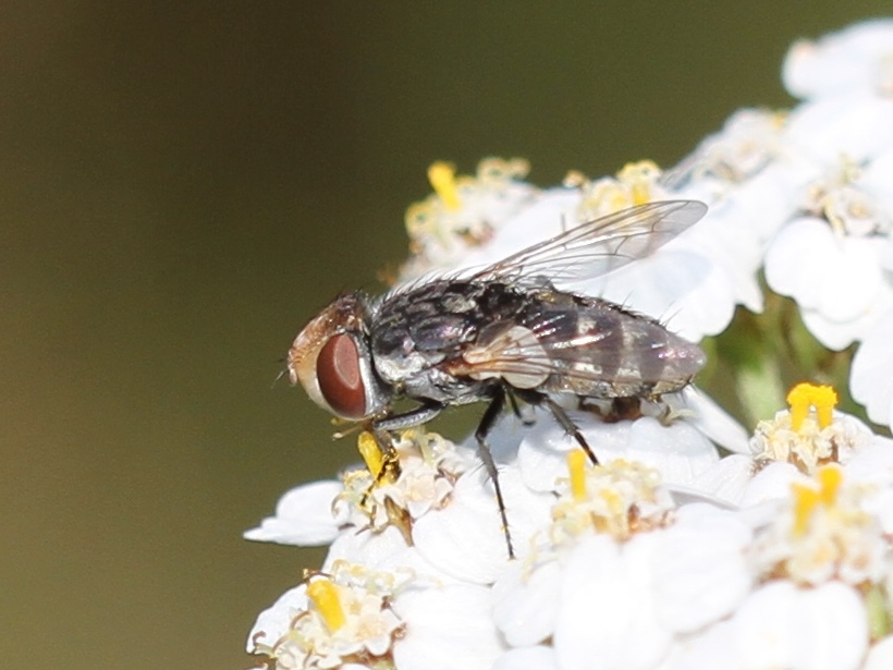 Miltogramma oestracea (Miltogramma oestracea)