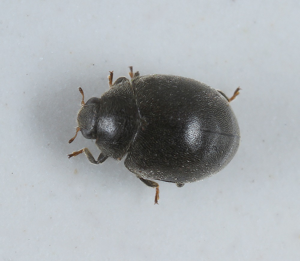 Scymnus nigrinus (Scymnus nigrinus)