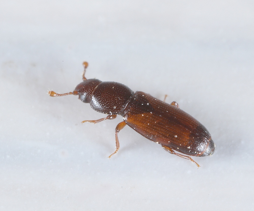 Rhizophagus parvulus (Rhizophagus parvulus)