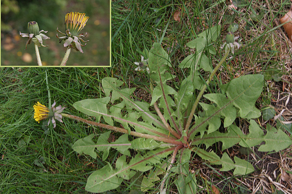 Upplands-Vejmælkebøtte (Taraxacum megalosipteron)