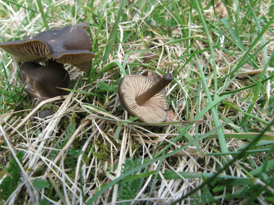 Vår-Rødblad (Entoloma vernum)