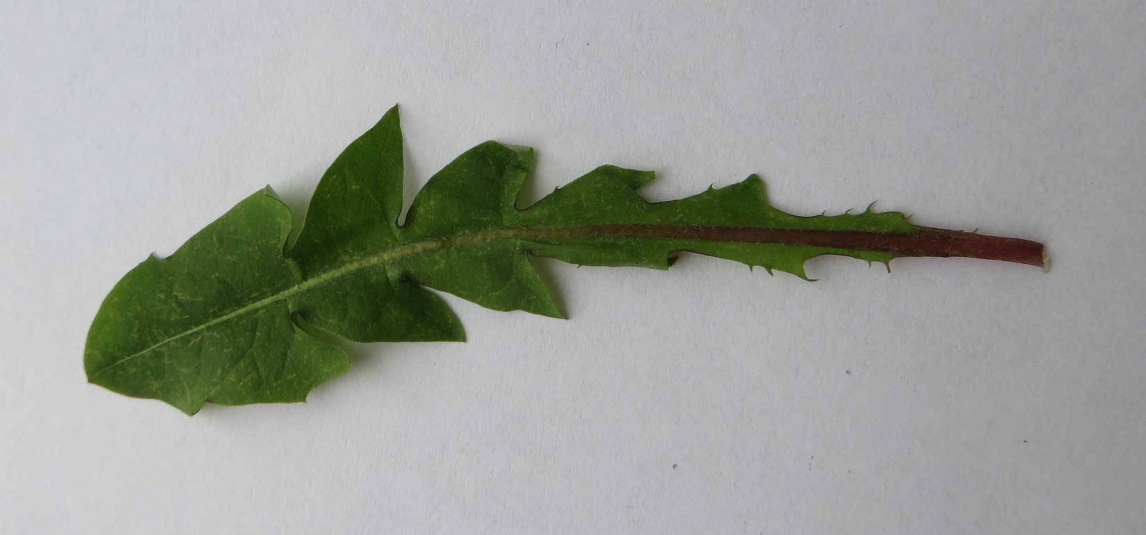 Sorthoved-Vejmælkebøtte (Taraxacum amaurolepis)