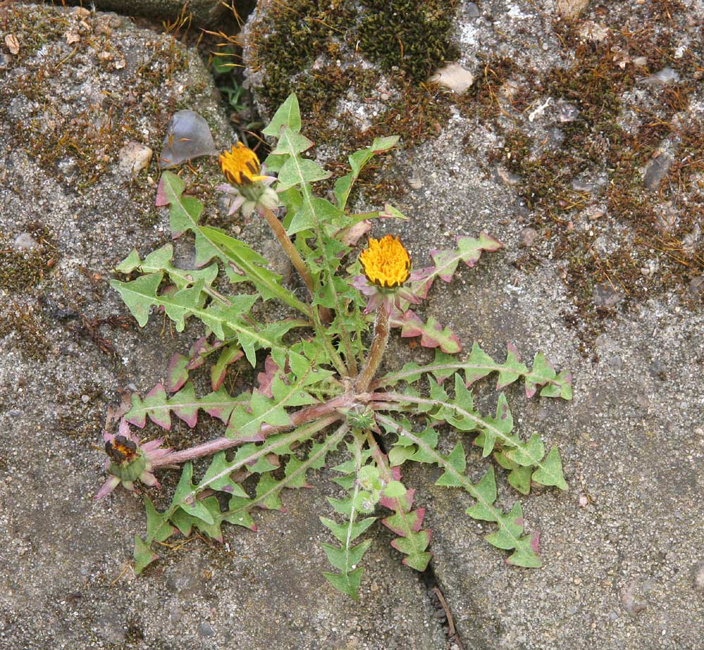 Wessbergs Sandmælkebøtte (Taraxacum wessbergii)