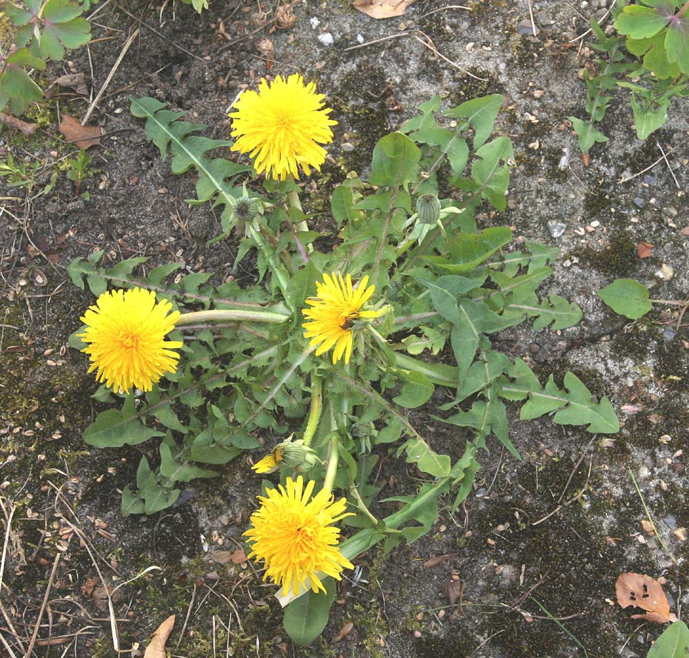 Hvidstilket Vejmælkebøtte (Taraxacum leucopodum)