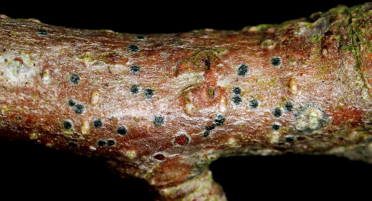 Liden Porsprik (Mycoglaena myricae)