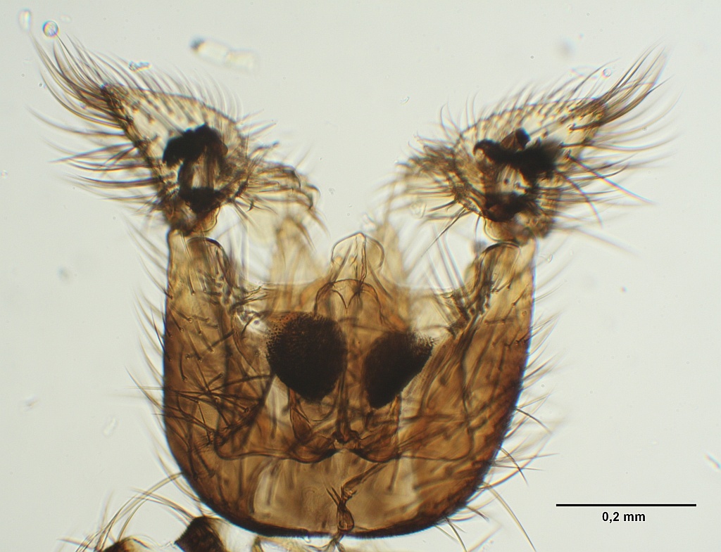 Phronia exigua (Phronia exigua)