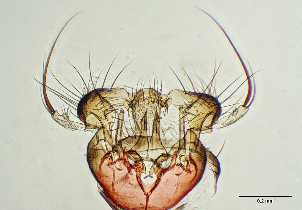 Mycomya tenuis (Mycomya tenuis)