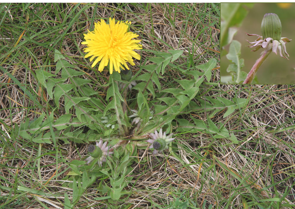 Blegnende Vejmælkebøtte (Taraxacum pallescens)