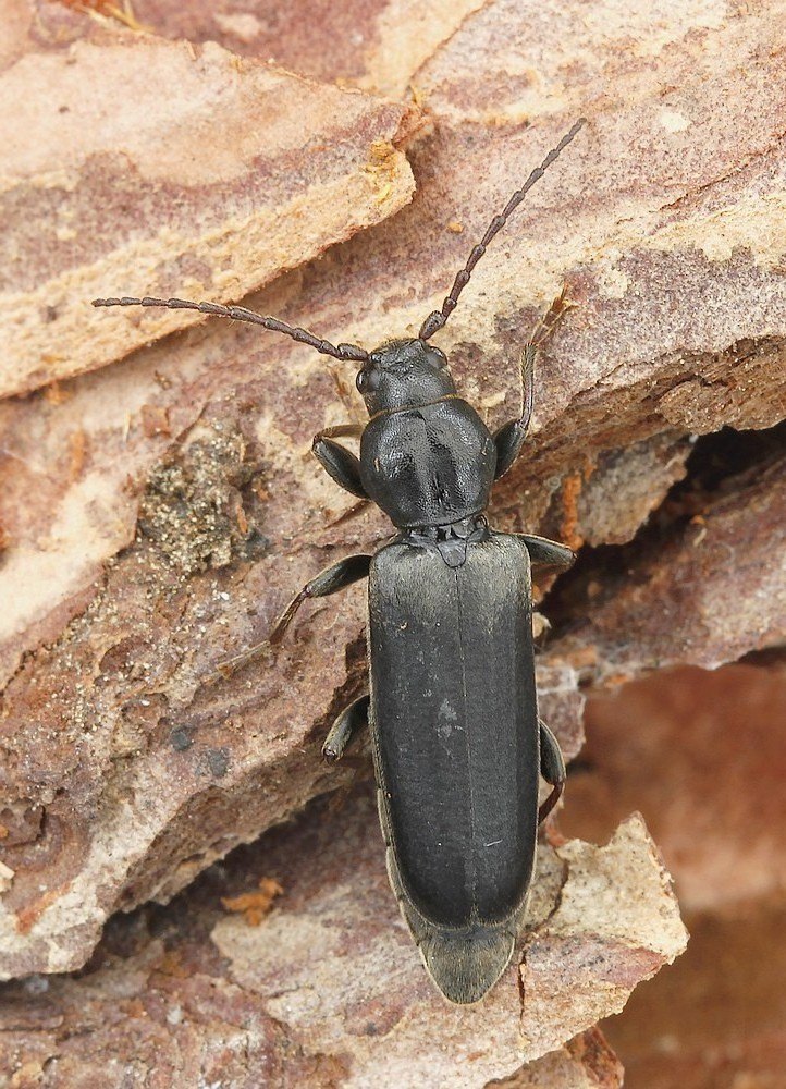 Lærkebarkbuk (Tetropium gabrieli)