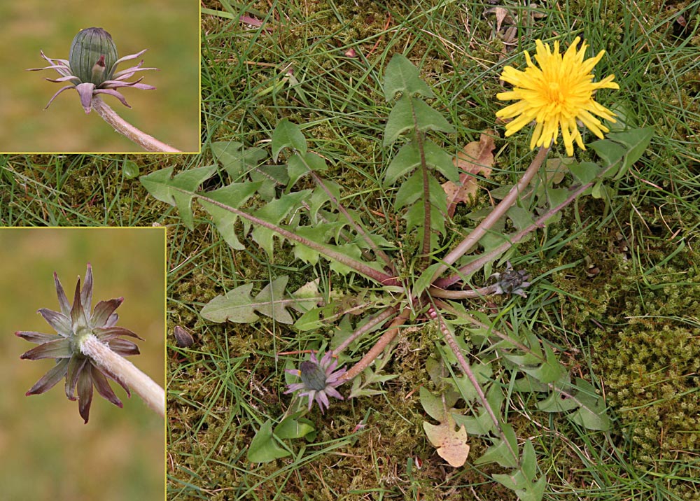 Hollandsk Krogmælkebøtte (Taraxacum subericinum)