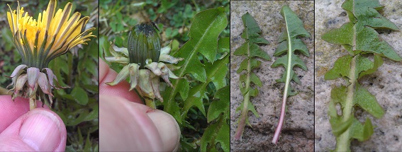 Vag Vejmælkebøtte (Taraxacum vanum)